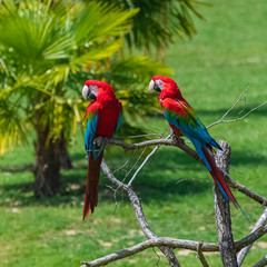 scarlet macaws, Ara macao, two beautiful parrots perched on a tree