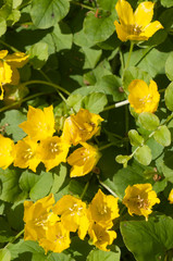 Lysimachia nummularia flowering, close up shot