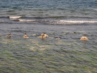 Fototapeta premium Jeddah Corniche, Western Saudi Arabia