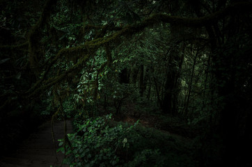 A passage in the forest with dark horrors lurk dangers.