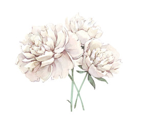 Peony. Watercolor flower with leaves. Botanical illustration. Hand drawn illustration. Floral elements Isolated on white. botanical art. vintage flower. green leaves.