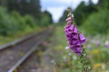 Purple Foxglove 