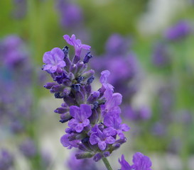 Beautiful and delicate lavandula flowers close up on blue sky background. Lavandula angustifolia (lavender most commonly true lavender or English lavender.