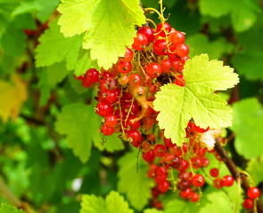 Redcurrant shrub with ripe red berries and bright green leaves in the morning sun close up.