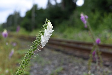 White foxglove flower in West Vancouver