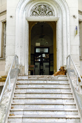 Entrance steps to an old building with dog resting
