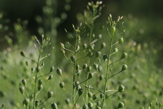 Detailaufnahme der Naturheilpflanze Leindotter