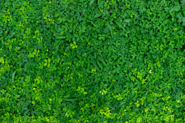 fresh and green meadow for background. subject is blurred.