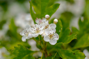 little insect in my bio season garden