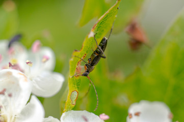 little insect in my bio season garden
