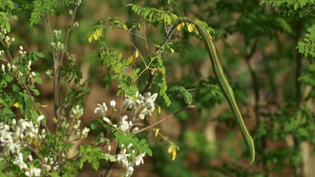 Moringa tree with big green fruits
