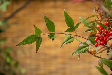 Red fruits of heavenly bamboo (Nandina domestica) in Japan winter with nature background. selective focus.