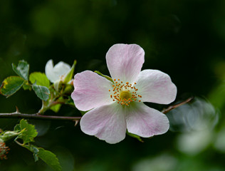 Wild rose blossom