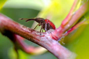 little insect in my bio season garden