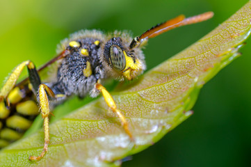 little insect in my bio season garden