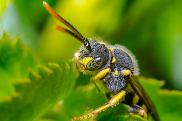 little insect in my bio season garden