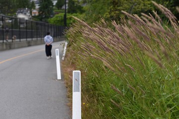 Flame grass at roadside