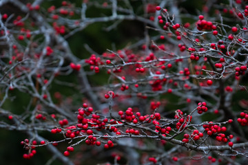 Red fruits of heavenly bamboo (Nandina domestica) in Japan winter with nature background. selective focus.