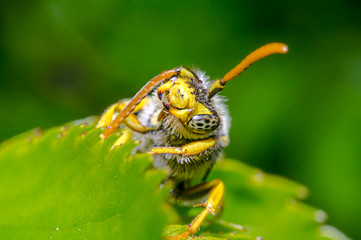 little insect in my bio season garden