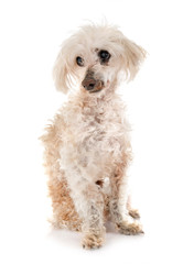 old poodle in studio