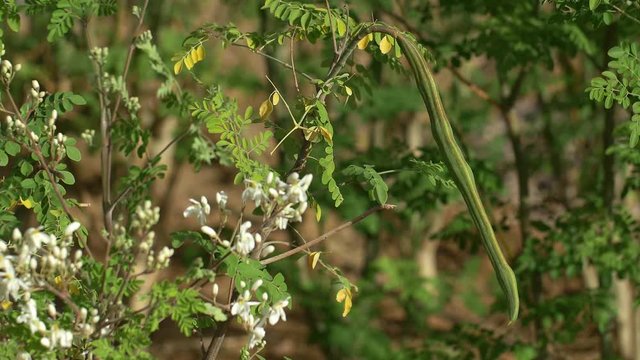 Moringa trees with big green fruits