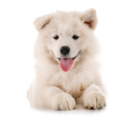 puppy samoyed dog in studio