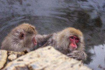 Japanese macaque or Snow monkey checking for fleas and ticks in a natural onsen (hot spring), located in Jigokudani Park, Yudanaka. Nagano Japan.