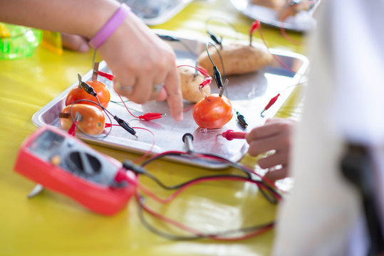 Student learning science about how to Produce Electricity using Tomato and Potato