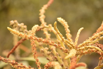 frost on tree