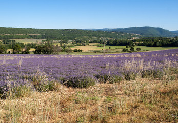 Lavender field in Provence, near Sault, France