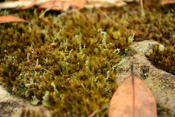 lichen on rock