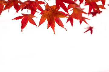 red maple on white background.