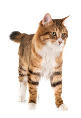 Kurilian Bobtail in studio