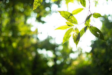Fototapeta na wymiar beautiful leaf on tree with morning light. soft focus.