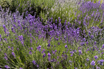  the blooming lavender flowers in Provence, near Sault, France