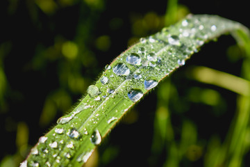 hojas con gotas de rocio de lluvia 