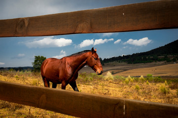 caballo en el campo en un dia soleado  © Dionisio
