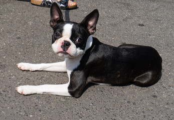 Young Boston Terrier is lying on the walkway in the sun and is looking to the camera