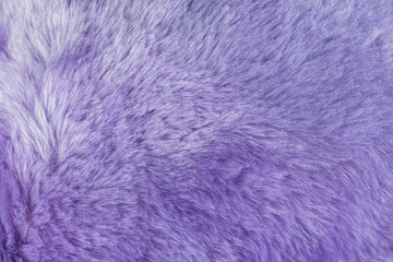 Texture of shaggy fur background with purple color. Detail of soft hairy skin material.