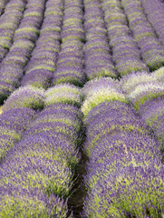  the blooming lavender flowers in Provence, near Sault, France