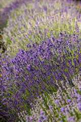 Obraz premium the blooming lavender flowers in Provence, near Sault, France