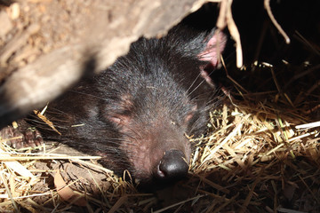 Tasmanian devil