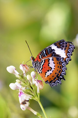 Amazing butterfly park in Bali. Сolorful butterflies. Macro nature. 