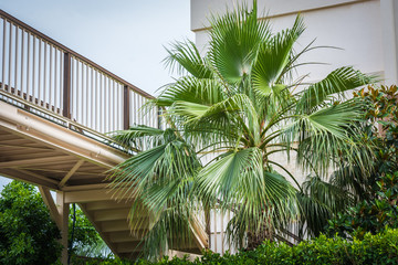 Coconut palm grows near the bridge and building.