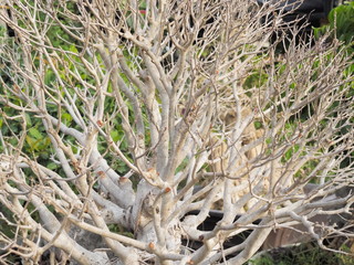 Ficus (Ficus superba Miq. var japonica Miq.) beautiful dry branches flowering bonsai in flower pot, other names includes sea fig plant or deciduous fig and Strangler fig.