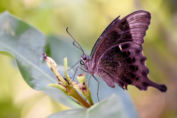 Amazing butterfly park in Bali. Сolorful butterflies. Macro nature. 