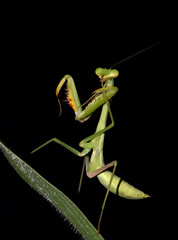 Green small mantis - amazing macro nature of tropical island Bali.