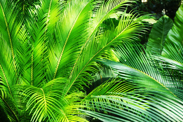 Obraz premium green fern plant texture