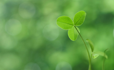 Green clover leaf or shamrock closed up against a light