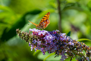 Ein Kaisermantel Falter auf einer abblühenden sommerfliederblüte